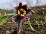 Pulsatilla cernua. Цветок. Приморье, Партизанский р-н, гора Сенькина шапка, на склоне. 21.04.2016.