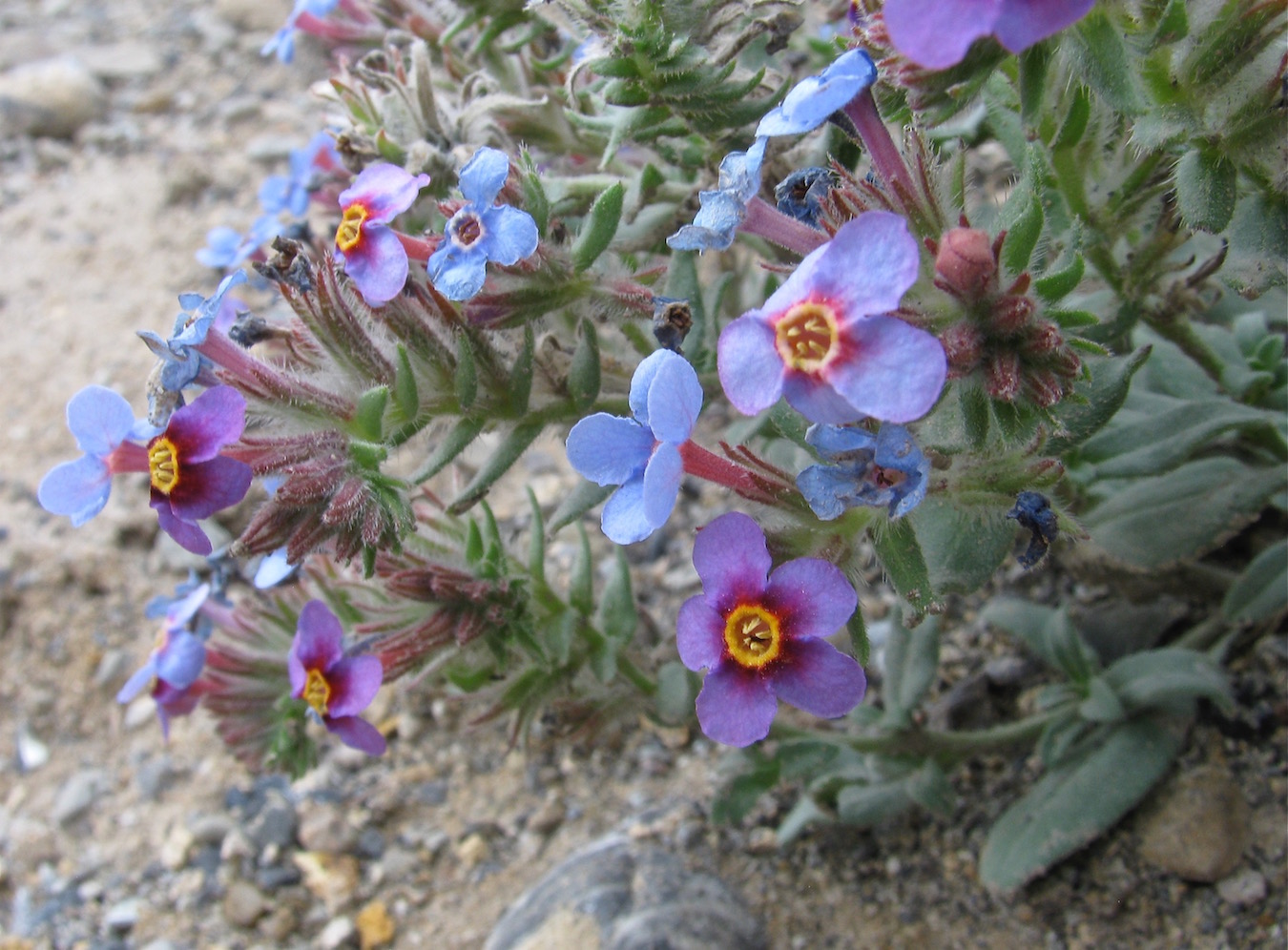 Изображение особи Arnebia obovata.