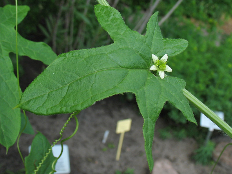 Изображение особи Bryonia dioica.