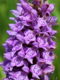 Dactylorhiza baltica. Часть соцветия. Беларусь, Минская обл., Минский р-н, окр. агрогородка Ждановичи, луг у водохранилища Дрозды. 18.06.2016.