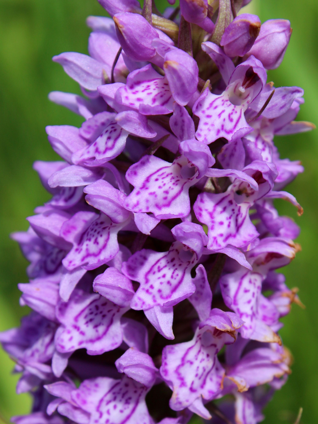 Image of Dactylorhiza baltica specimen.