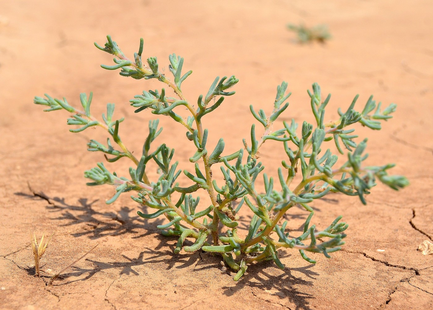 Изображение особи Salsola acutifolia.