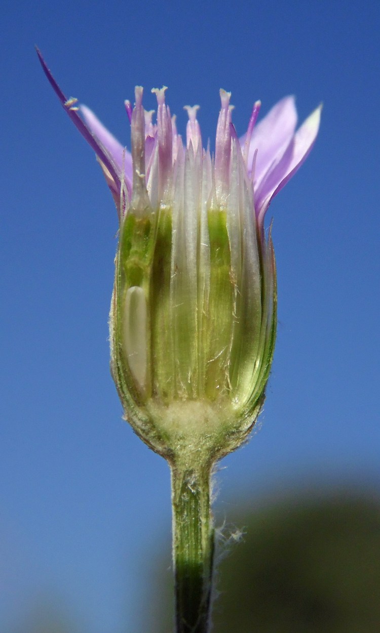 Image of Xeranthemum cylindraceum specimen.