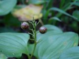 Maianthemum dilatatum. Соплодие. Приморье, окр. г. Находка, смешанный лес. 11.07.2016.