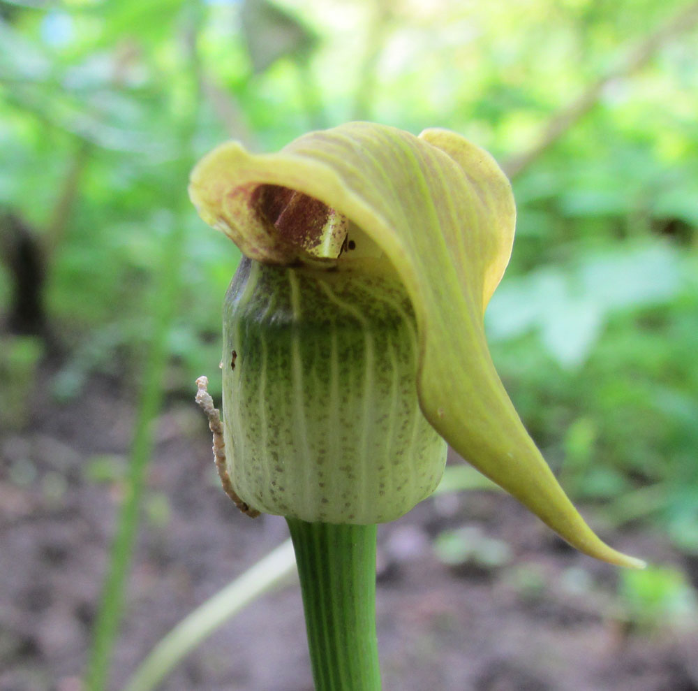 Изображение особи Arisaema flavum.