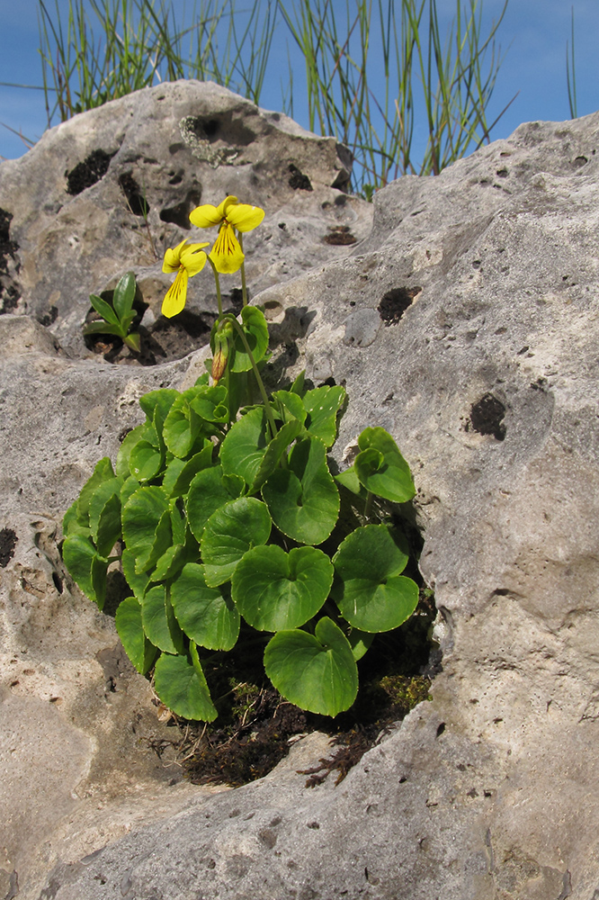 Image of Viola caucasica specimen.