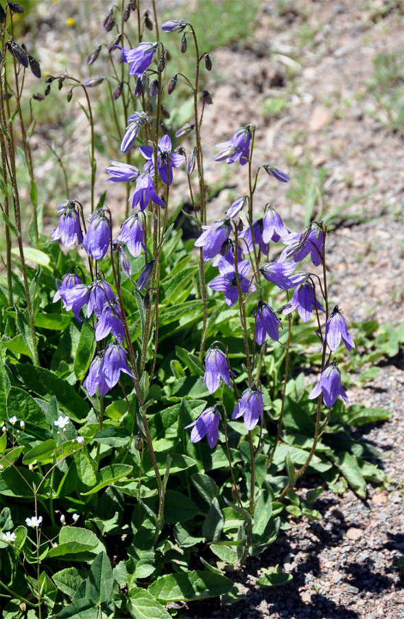 Image of Campanula collina specimen.