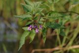 Solanum dulcamara. Верхушка побега с соцветием и листьями. Ленинградская обл., Всеволожский р-н, берег оз. Сиркоярви. 26.07.2016.