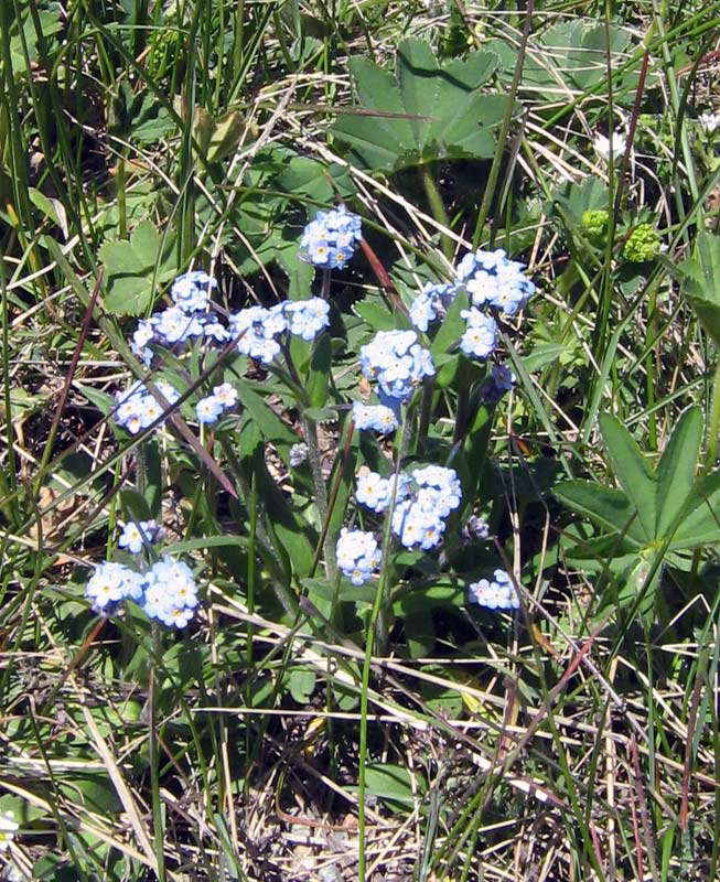 Изображение особи Myosotis imitata.