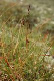 Carex rotundata. Плодоносящие растения в заболоченной тундре. Окрестности Мурманска, конец августа 2008 г.