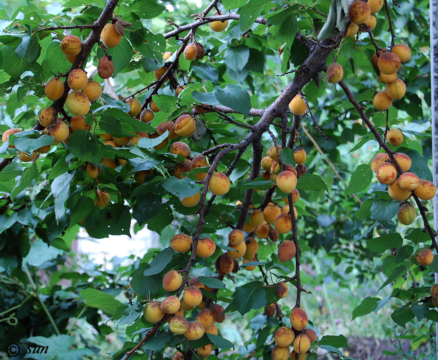 Изображение особи Armeniaca vulgaris.