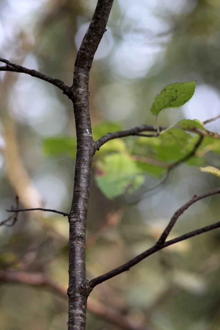 Image of Cerasus avium specimen.