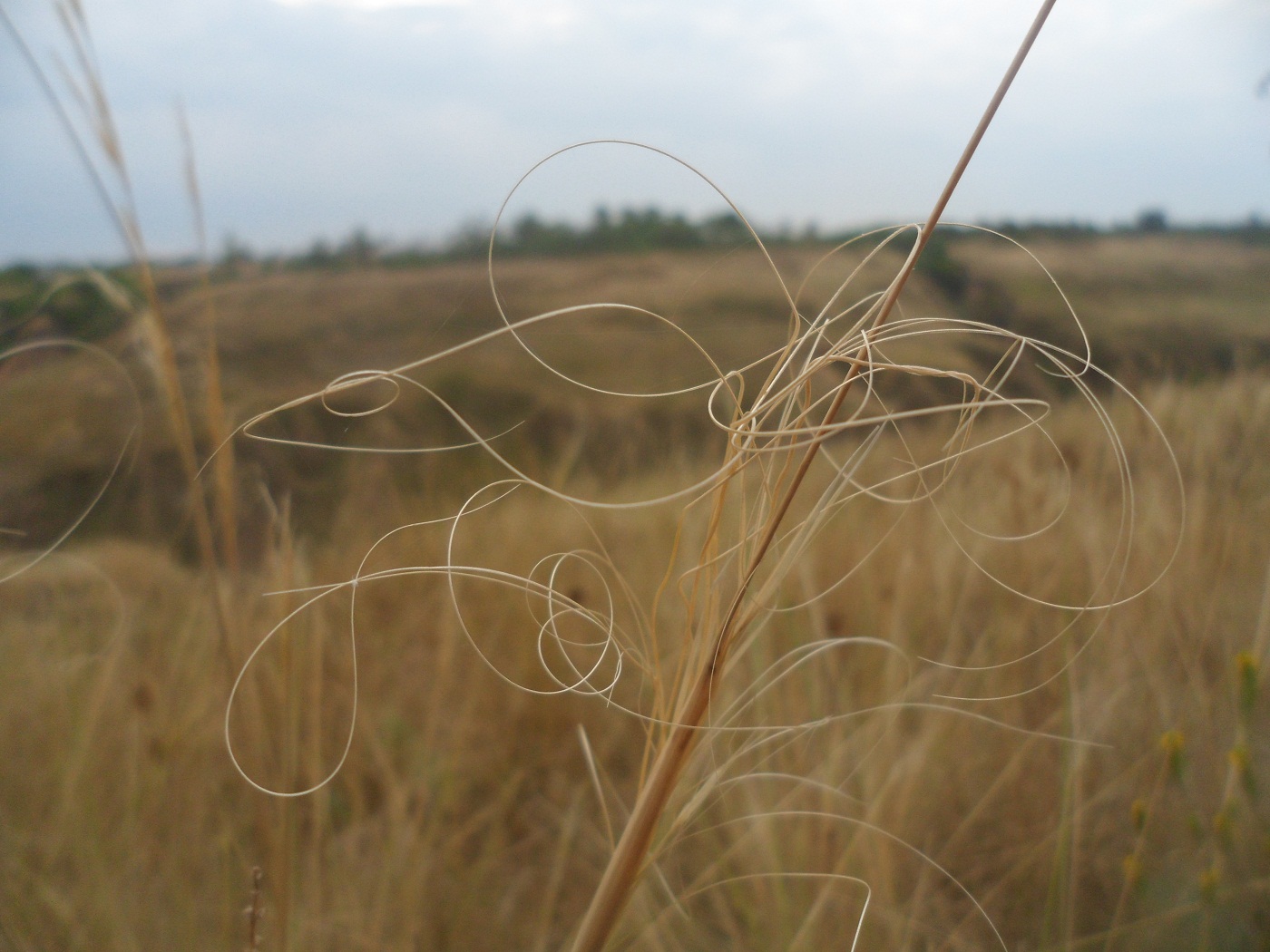 Изображение особи Stipa capillata.