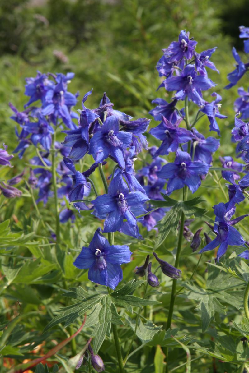 Изображение особи Delphinium brachycentrum.