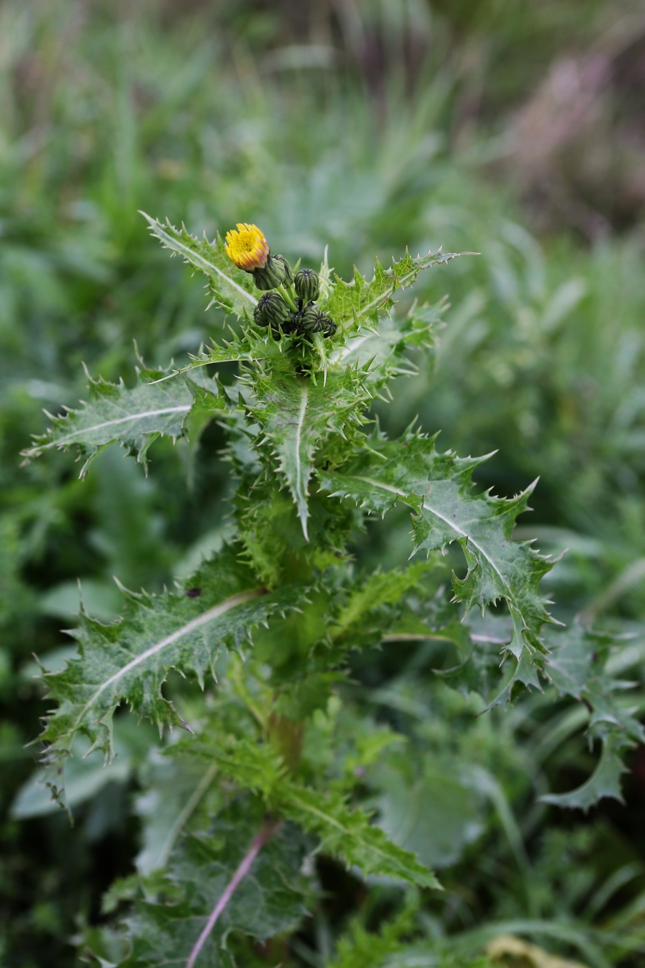 Image of Sonchus asper specimen.