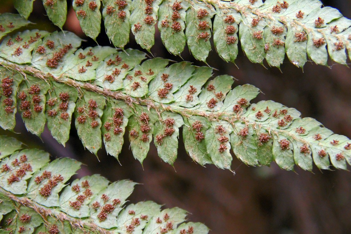 Изображение особи Polystichum braunii.