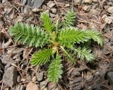 Potentilla pacifica. Вегетирующее растение. Хабаровский край, Ванинский р-н, окр. пос. Высокогорный, возле дороги. 17.05.2014.