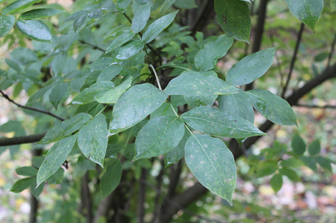 Image of Staphylea pinnata specimen.