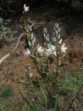 Asphodelus ramosus ssp. distalis