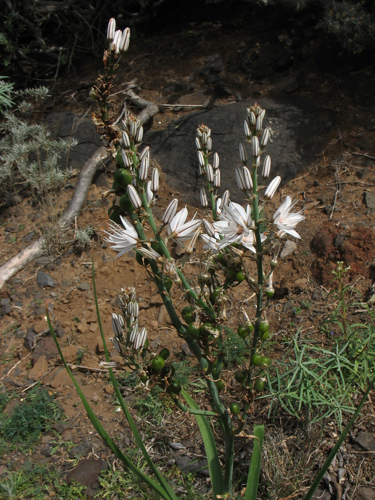 Изображение особи Asphodelus ramosus ssp. distalis.