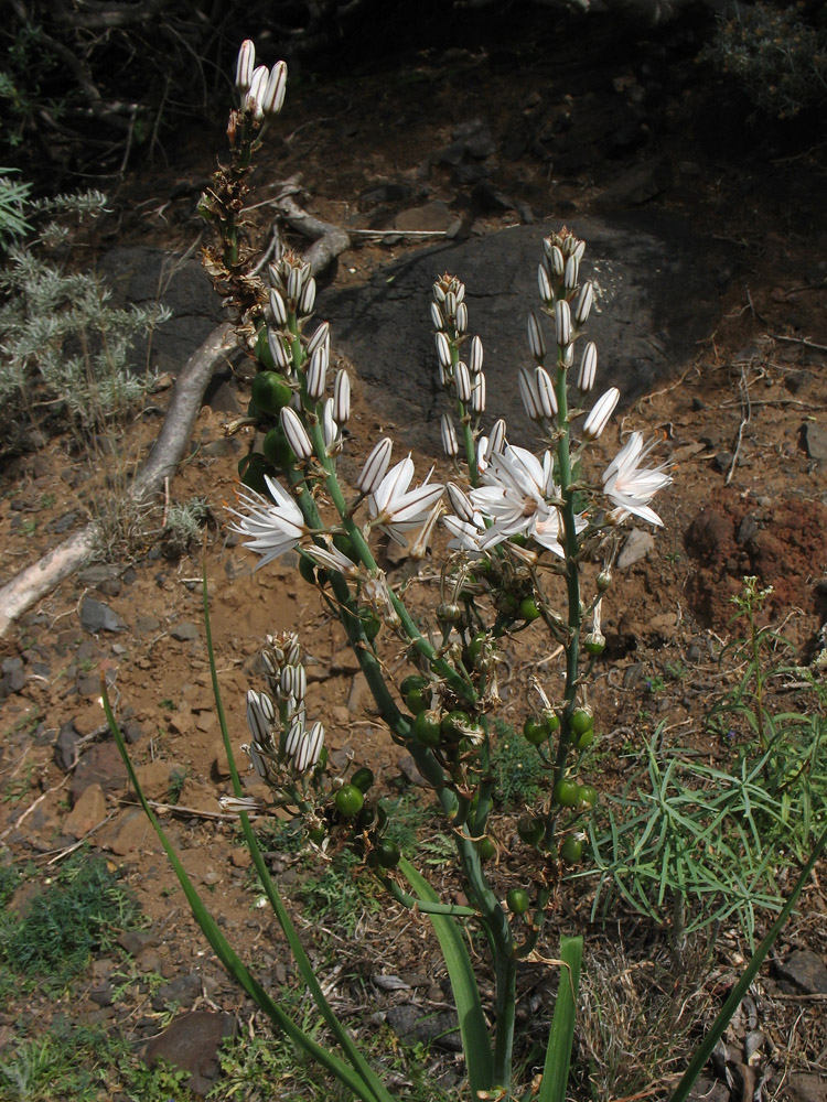 Image of Asphodelus ramosus ssp. distalis specimen.