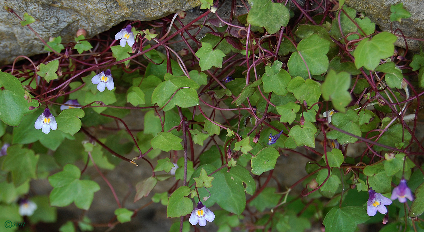 Изображение особи Cymbalaria muralis.