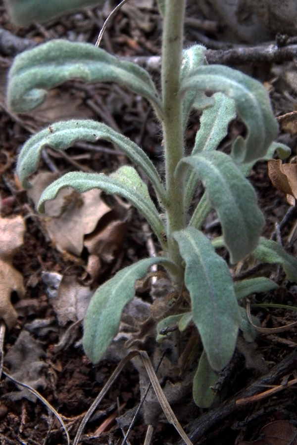 Image of Fibigia clypeata specimen.