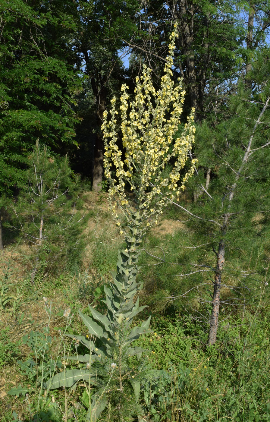 Изображение особи Verbascum songaricum.