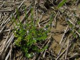 Veronica serpyllifolia