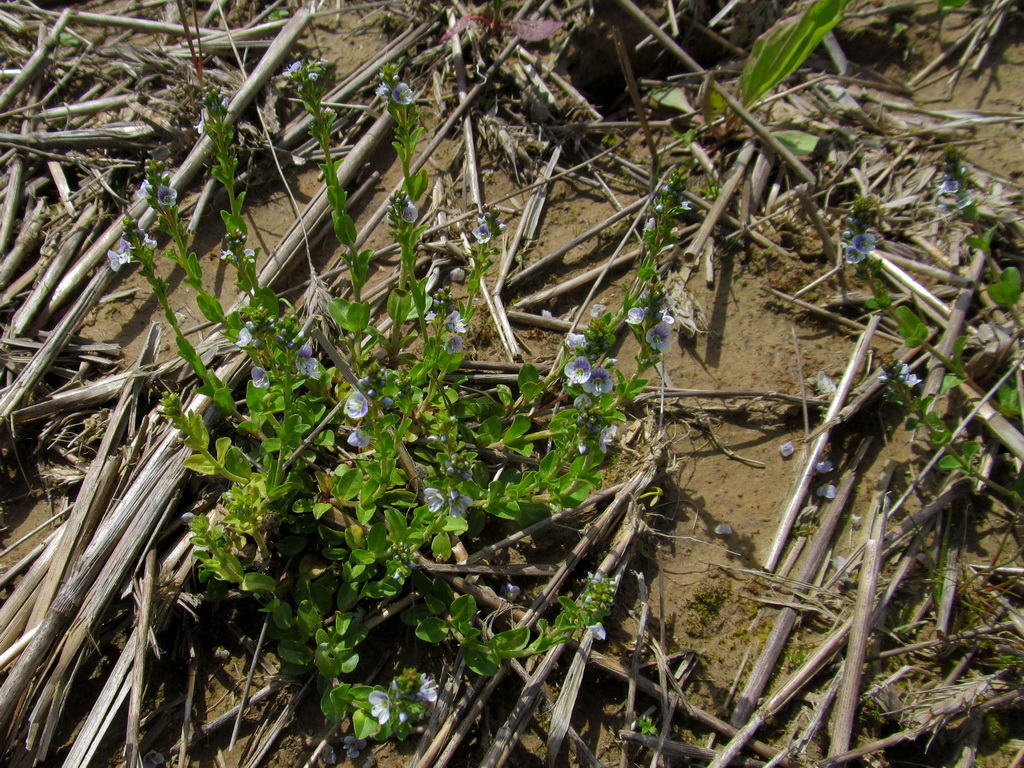 Image of Veronica serpyllifolia specimen.