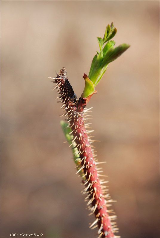 Image of Rosa acicularis specimen.