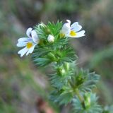 genus Euphrasia. Верхушка растения с цветками и завязавшимися плодами. Свердловская обл., окр. г. Североуральск, опушка смешанного леса в р-не скал Три Брата, берег р. Вагран. 16.08.2016.