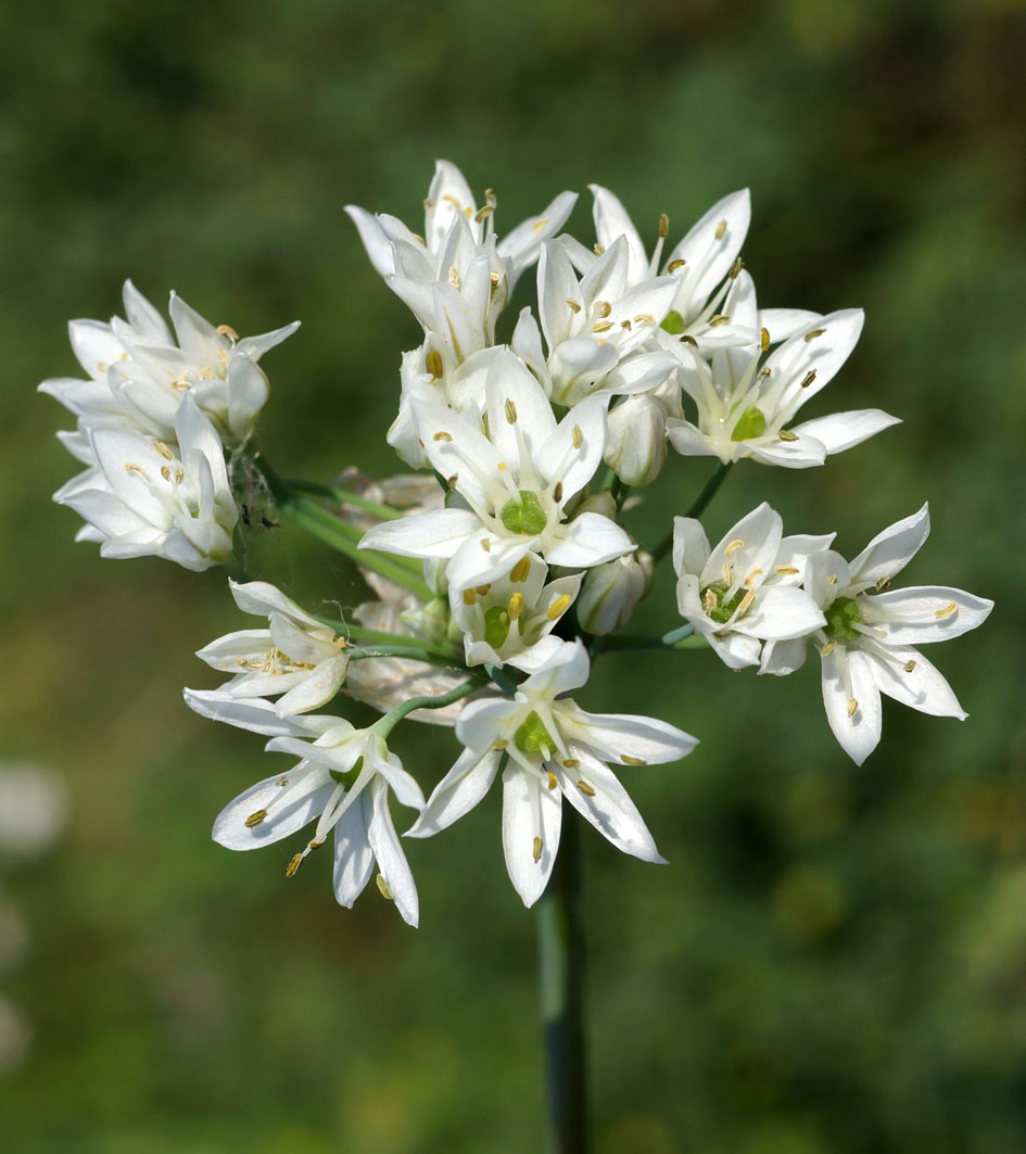 Изображение особи Allium ramosum.