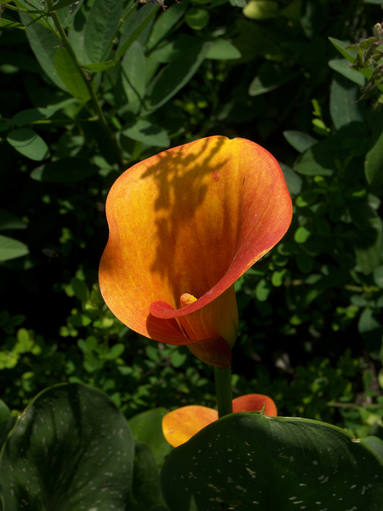 Изображение особи Zantedeschia elliottiana.