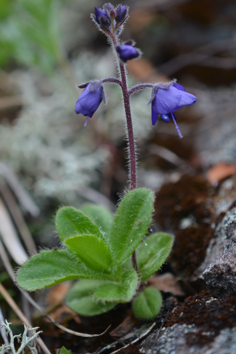 Image of Veronica grandiflora specimen.