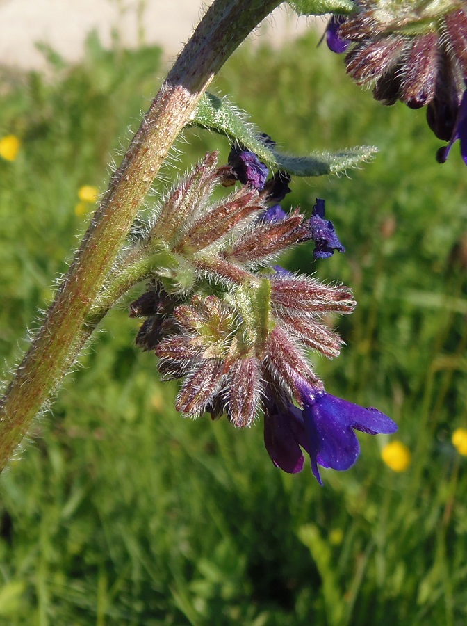 Изображение особи Anchusa officinalis.