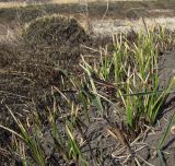 Carex melanostachya