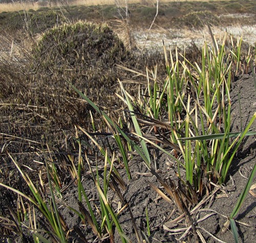 Image of Carex melanostachya specimen.