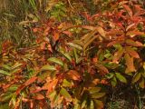 Sorbus sambucifolia