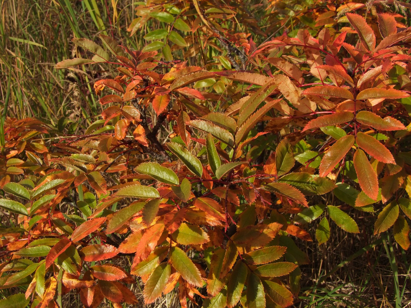 Изображение особи Sorbus sambucifolia.