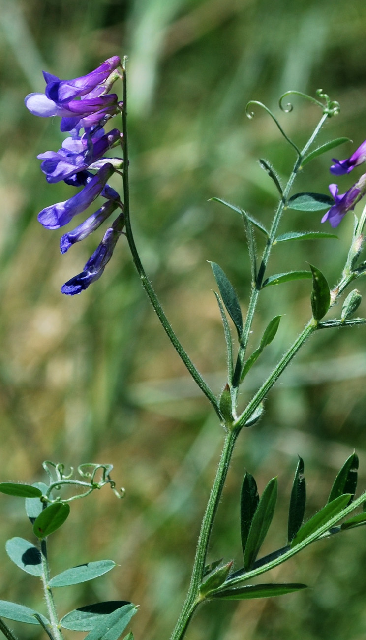 Image of Vicia villosa specimen.