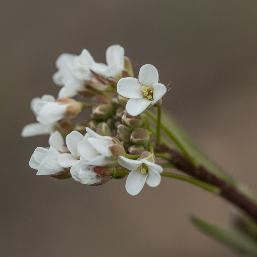 Изображение особи Capsella bursa-pastoris.