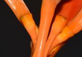 Heliconia psittacorum