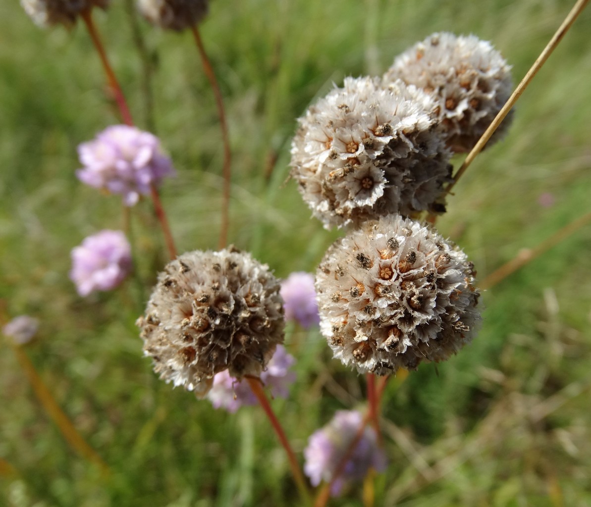 Изображение особи Armeria vulgaris.