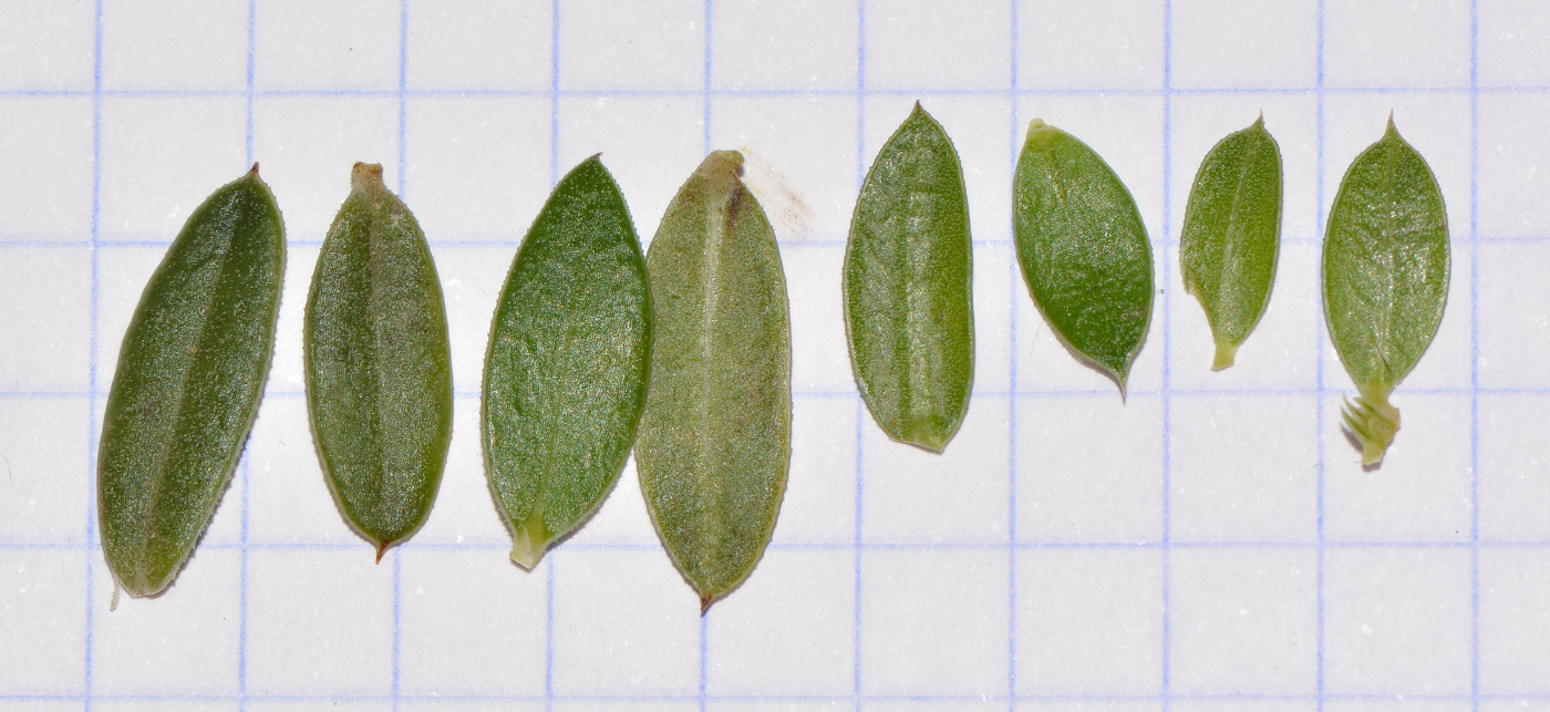 Image of Rubia tenuifolia specimen.