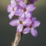 Daphne mezereum