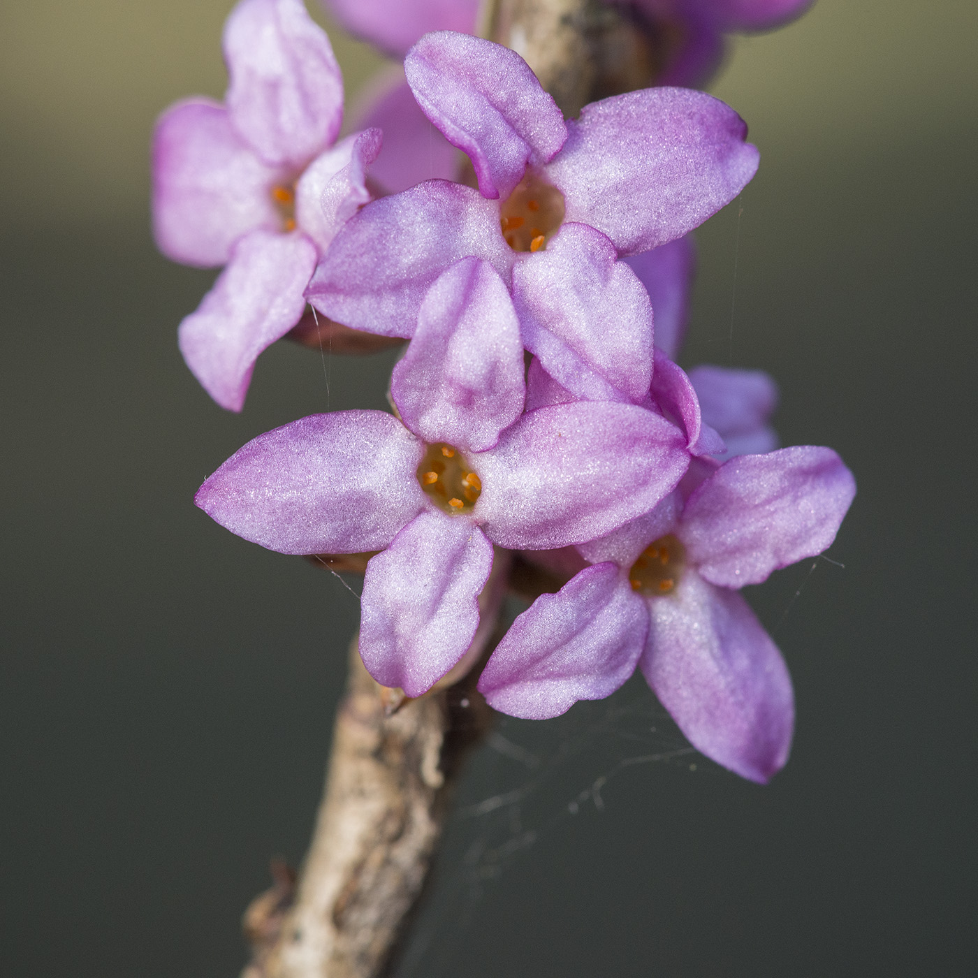 Изображение особи Daphne mezereum.