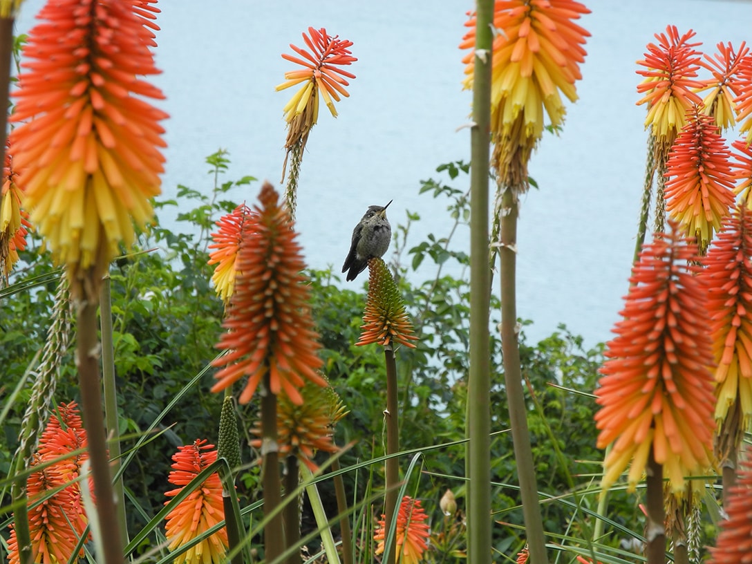 Image of Kniphofia × praecox specimen.