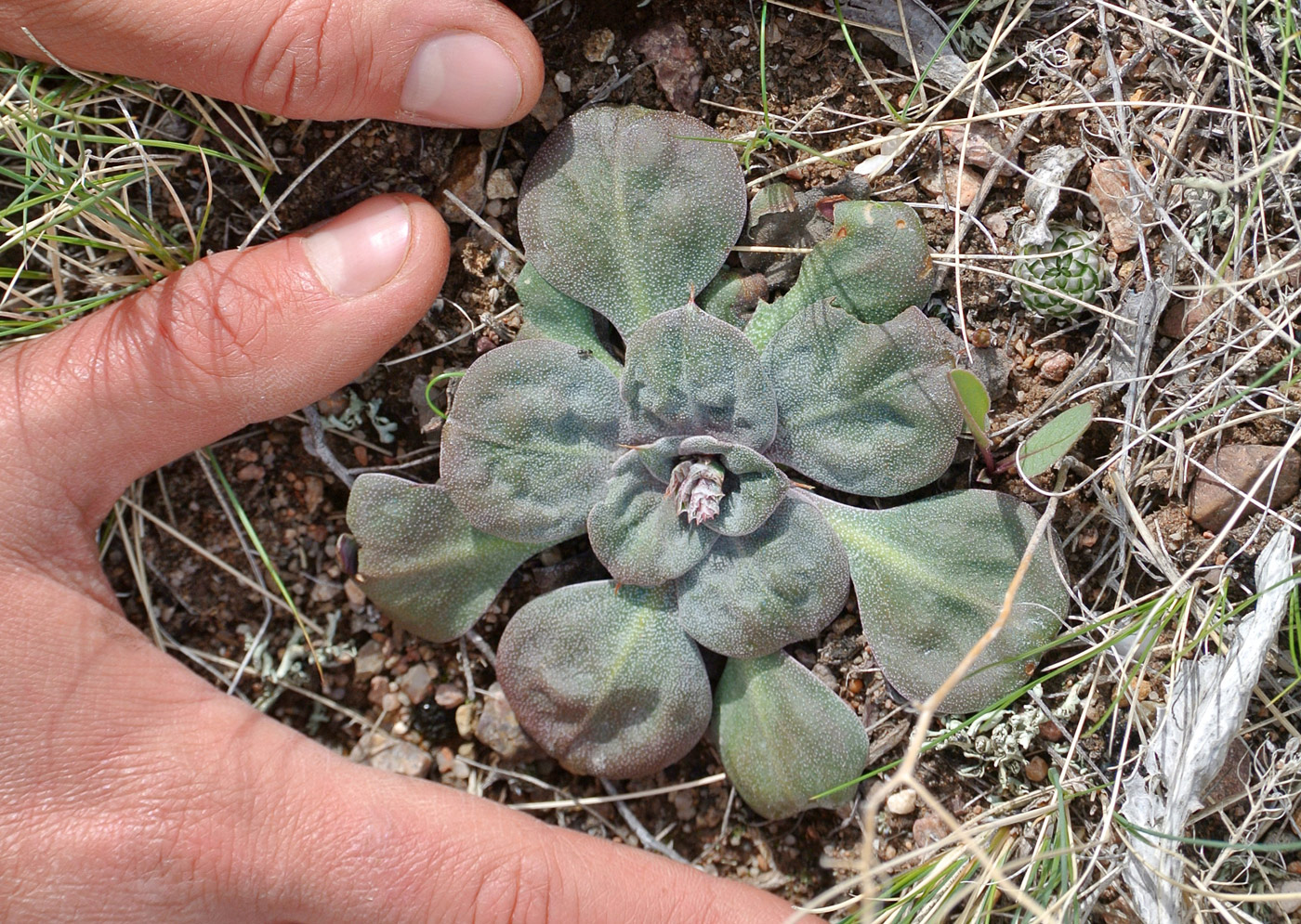 Image of Goniolimon cuspidatum specimen.