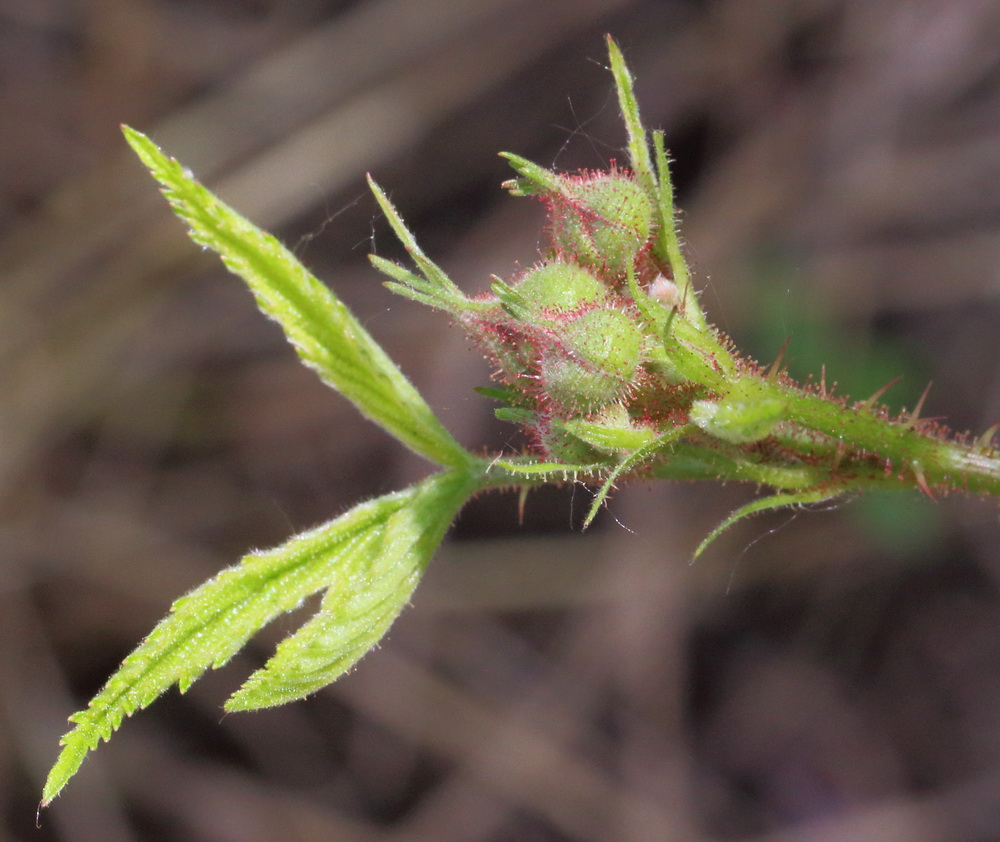 Изображение особи Rubus caesius.